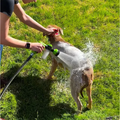 3-Mode Dog Shower Sprayer – Adjustable Pet Bath Nozzle